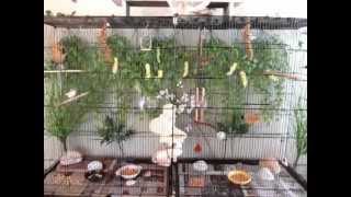 My New Indoor Finch Aviary FLight Cage [upl. by Chrisy]