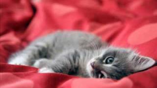 Nom et prenom chat [upl. by Gaut]