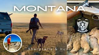 Montana 24 Shaptails amp Huns [upl. by Knutson]