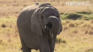 African bush elephant drinking Maasai Mara Kenya Africa November Endangered [upl. by Esinek]