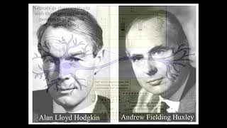 What is Consciousness Hodgkin and Huxley Neuron model as a universal process of energy exchange [upl. by Strephon]