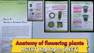 Anatomy of flowering plants 🌱 NCERT HIGHLIGHTS  For NEET  neet neet2024 ncert biology [upl. by Adnuahsor749]