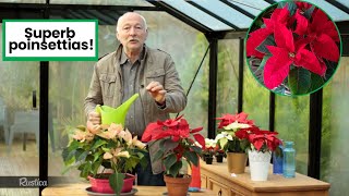 🌿 How to have a beautiful poinsettia🌟 [upl. by Leinahtan]