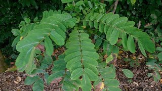 LA CHRISTOPHINE DECOUVRE CE LEGUME SOUSCÔTE MAIS REDOUTABLEMENT NUTRITIF [upl. by Wordoow]