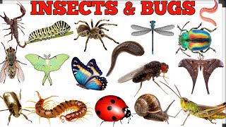 Insects amp Bugs name in Hindi and English  कीड़े मकोड़े के नाम insects kids insectsvocabulary​ [upl. by Falcone715]