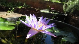 Outdoor quotFishroomquot Tour with Guppies Gouramis and Water Lilies [upl. by Sandor]