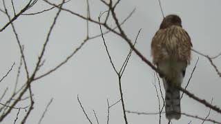 0810 24 1 Juv SharpShinned amp Coopers Hawk  Kent Wa 0275162 [upl. by Sinnod]