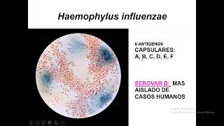 Clase 13  Haemophylus  Brucella  Gardnerella vaginalis [upl. by Nnep]