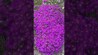 Delosperma vygies ice plants in full bloom in my South African Garden in New York USA [upl. by Atnod951]