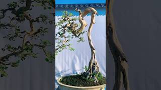 Beautiful Bonsai Works🌳🌲💥510shorts shortsvideo beautifulbonsai art khuebonsai🥰❤️ [upl. by Kowal]