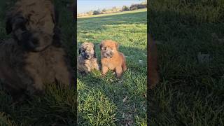 Wheaten Terrier Puppy Rosey 🌹 [upl. by Acceber]