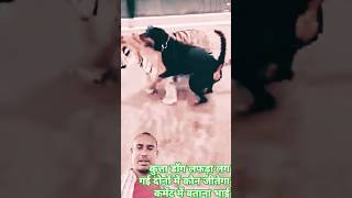 Tiger dog लफड़ा लग गई दोनों मिलकर कौन जीतेगा funny tiger YouTube short viral kutta dog video 🚀🚀 [upl. by Manus]