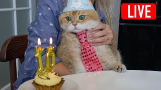 Happy birthday Hosico Live stream  08042024 [upl. by Ennayoj339]