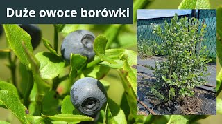 Borówka warto o nią zadbać by miała duże owoce [upl. by Tedda67]