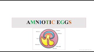 Amniote Egg [upl. by Russon]