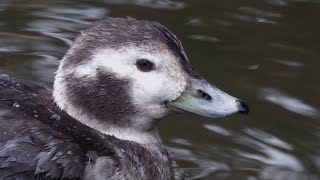 Long tailed Duck Porth Reservoir near Newquay Cornwall [upl. by Maura]