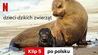 Dzieci dzikich zwierząt Klip 5  Zwiastun po polsku  Netflix [upl. by Barbarese]