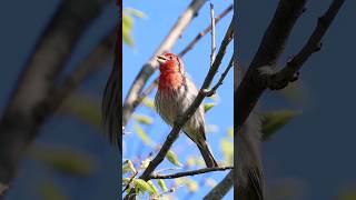 House Finch Singing  Backyard Bird Calls [upl. by Harvison]