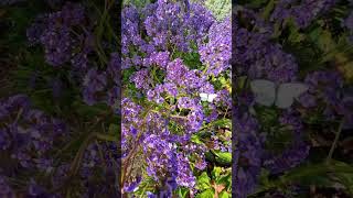 Beautiful Limonium perezii commonly known as Sea Lavender or Statice purpleflowers prettyflowers [upl. by Ariamat]