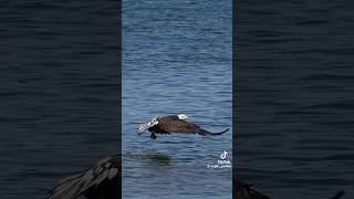 Bald Eagle American National Bird shortsvideo [upl. by Honig505]