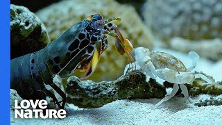 Mantis Shrimp Punches Crab’s Arm Off [upl. by Squier]