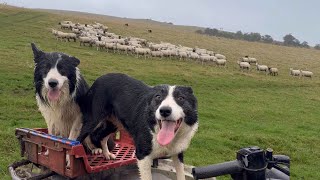 Two amazing border collie sheepdogs herding sheep [upl. by Batish162]