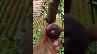 How to pluck a Garcinia IndicaKokum Punar Puli [upl. by Hermosa]