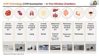 EN Intravital Imaging for Immunology and Neuroscience Webinar and Virtual Demonstrations [upl. by Eelarual297]