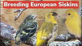 Breeding European Siskins and their Mutations  a full guide [upl. by Delcina198]