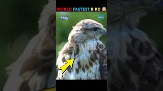 World Fastest Bird 🤯  shorts short facts [upl. by Llednew]