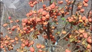 Persimmon seeds 9418639010 [upl. by Sirah810]