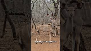 waking up in Marloth Park wildlife safari africa southafrica marlothpark wildlifesighting [upl. by Titus]