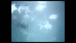 Hundreds of Giant Trevally insane GT under water night shot seychelles fishing [upl. by Sibylla]