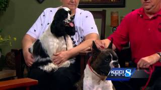 Des Moines Kennel Club show [upl. by Debi]