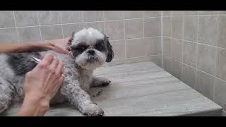 How to clean a dogs dirty ears ear solution Qtips grooming from home pluck ear hair ShihTzu [upl. by Eeralih660]