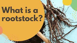 What is a rootstock [upl. by Rrats]