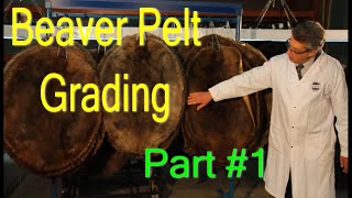 How Beaver Pelts are Graded Complete and detailed Part 1 [upl. by Sarson]