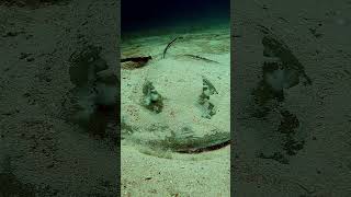 ray flies away maldives stingray rasdhoo kuramathi diving [upl. by Ttemme]