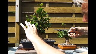 Ficus bonsai ginseng I and II repot and trim [upl. by Staw]