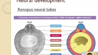 A1  Neural development [upl. by Persas]