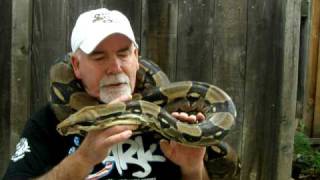 Brian Gundy With quotBig Mamaquot 8 12 Feet Long  50 Pound Female Red Tail Boa [upl. by Airres]