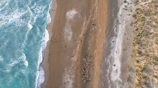 Cómo es la Reserva de Punta Norte Península Valdés donde las Orcas varan 💓🌎 [upl. by Enaelem]