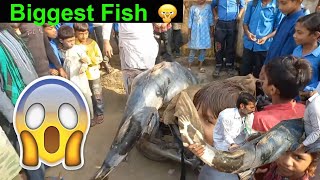 biggest fish in the world [upl. by Eignav]