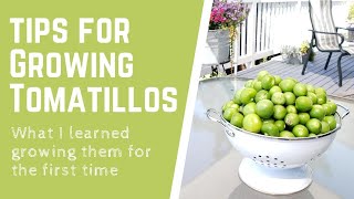 Tips for Growing Tomatillos  What I learned growing them for the first time [upl. by Killie]