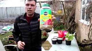 How to care for Cypripedium Orchids by Dino Zelenika Ministry of Botany [upl. by Allister]