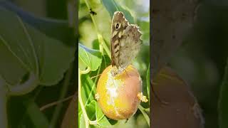 Farfalla maculata mangia giuggiola  Spotted butterfly eats jujube butterfly jujube insects [upl. by Yrnehnhoj744]