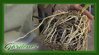 Root Cuttings  Volunteer Gardener [upl. by Ennirroc]