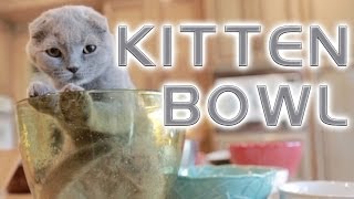 Kitten Bowl 2014 [upl. by Hamehseer]