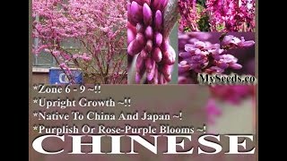 Chinese Redbud Tree Seeds  Cercis chinensis Seeds on wwwMySeedsCo [upl. by Tunnell]