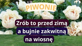 Co zrobić z piwoniami ITOH przed zimą super sposób na ekologiczną jesienną ściółkę w ogrodzie [upl. by Esinwahs]